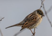 A Reed bunting - Emberiza schoeniclus 1M2A0396 (1).jpg