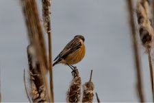 A Stonechat - Saxicola torquata 1M2A0400 (1).jpg