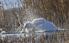 C Great White Egret 03 bathing.jpg