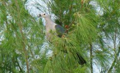 Kiribati Pigeon 1.JPG