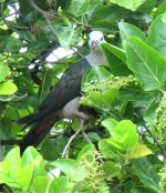 Kiribati Pigeon 3.JPG