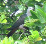 Kiribati Pigeon 4.jpg