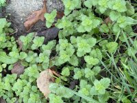 Common Field Speedwell.jpg