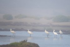 Spoonbill 065.JPG