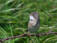 Whitethroat 3.jpg