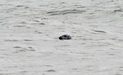 B Grey Seal 001.jpg