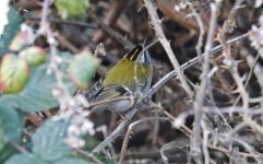 B Firecrest 010.jpg