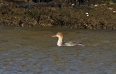 A Red-breasted Merganser 005.jpg