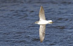 A Greenshank 005.jpg