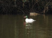 goosander4.jpg