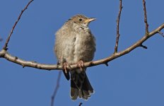 A Rose-coloured Starling 010.jpg