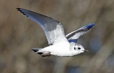 B Little Gull 007.jpg