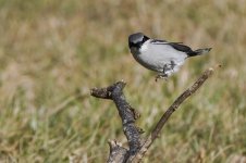 Loggerhead Shrike 1.20.23 Cattleman Rd B00272P.jpg