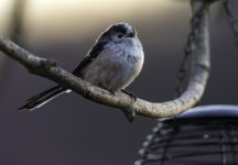Long Tailed Tit on a branch small.jpg
