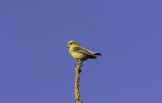 Crossbill female at Backwater Reservoir.jpg