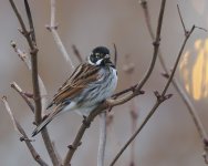 Reed Bunting_Girdle Ness_040223a.jpg