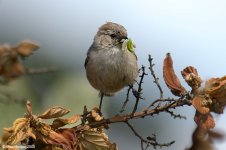 bushtit_X0193_74l.jpg