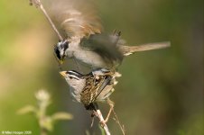 whiteCrownedSparrow_X0193_25l.jpg