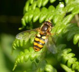 Eupeodes latifasciatus.PM170805.jpg