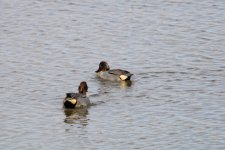 Green Winged Teals.JPG