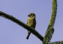 20230225 - 1026  -  female Crossbill at Backwater reservoir - crop.jpg