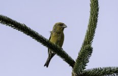 20230225 - 1026  - female Crossbill at Backwater reservoir.jpg