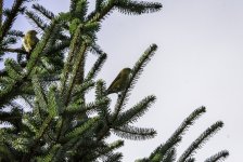 20230225 - 1038 -  Two Crossbill females at Backwater reservoir.jpg