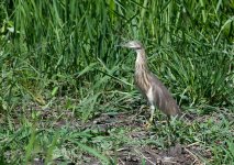 Javan'Chinese Heron-.jpg