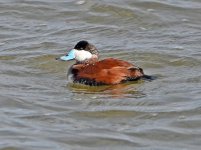 Resized_Ruddy_Duck_ZDSC_0024.jpeg