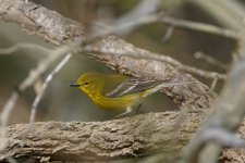 Pine Warbler 4.5.2023 Dameron Marsh B01384P.jpg