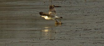 60812Gull.JPG