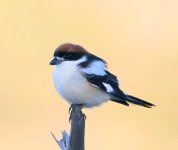 Woodchat shrike (Lanius senator) Meladia Valley 130423 cc Ron McDonald.jpg