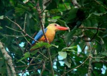 SBG Stork-billed Kingfisher.JPG