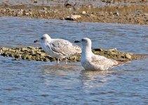 Gulls 4.jpg