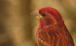 Purple Finch.jpg