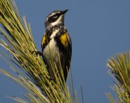 Yellow rumped in garden.jpg