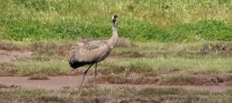 Common Crane Kalloni Salt Pans 190422 cc Jason Coppock.jpg