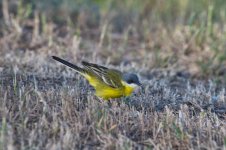 YWagtail1.jpg