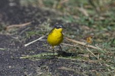 YWagtail2.jpg