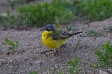 YWagtail3.jpg