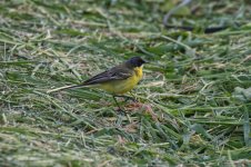 YWagtail4.jpg