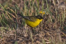 YWagtail5.jpg