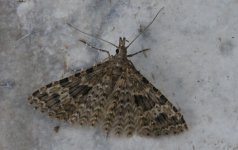 Twenty-plume Moth 001.jpg