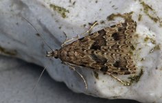 Twenty-plume Moth 005.jpg