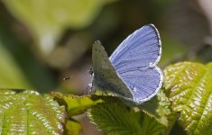 Holly Blue 001.jpg