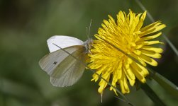 Small White 003.jpg