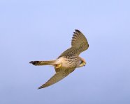 Lesser kestrel,  Meladia Valley , 270423 cc Ron McDonald.jpg