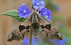 Lime Hawkmoth 031.jpg