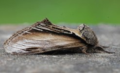 Swallow Prominent 031.jpg