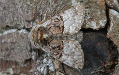 Nut-tree Tussock 030.jpg